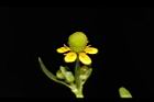 石龍芮-花47.JPG