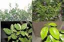 砂糖橘-葉.jpg