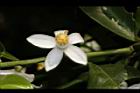 砂糖橘-花11.JPG