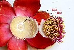 砲彈樹-花06-.jpg