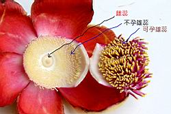砲彈樹-花060.jpg