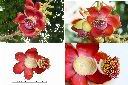 砲彈樹-花1.jpg