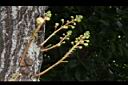 砲彈樹-花序10.JPG
