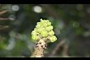 砲彈樹-花苞05.jpg
