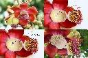 砲彈樹-花蕊1.jpg