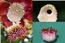 砲彈樹-雄蕊1.jpg