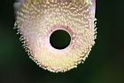 砲彈樹-不孕雄蕊6.jpg