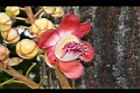 砲彈樹-花07.JPG