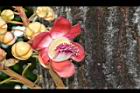砲彈樹-花08.JPG