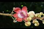砲彈樹-花09.JPG
