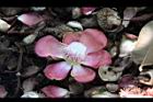 砲彈樹-花28.JPG