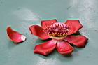 砲彈樹-花30.jpg