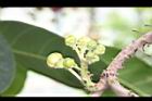 砲彈樹-花苞01.jpg