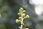 砲彈樹-花苞03.jpg