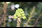 砲彈樹-花苞04.jpg
