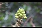 砲彈樹-花苞06.jpg