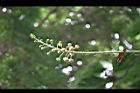 砲彈樹-花苞07.jpg
