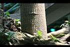砲彈樹-莖05.jpg