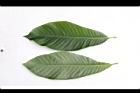 砲彈樹-葉01.JPG