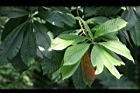 砲彈樹-葉13.jpg