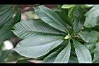 砲彈樹-葉16.jpg