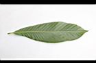 砲彈樹-葉背01.JPG