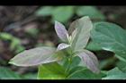 破布烏-嫩葉1.jpg