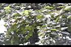 破布烏-實01.JPG