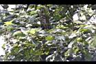 破布烏-實04.JPG