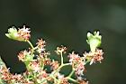 破布烏-花10.jpg