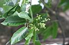 破布烏-花苞2.jpg