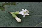 破布烏-花蕊01.JPG