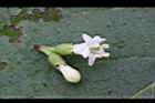 破布烏-花蕊02.JPG