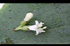 破布烏-花蕊04.JPG