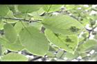 破布烏-葉序1.JPG