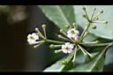 硃砂根-花01.jpg