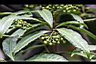 硃砂根-青實00.jpg