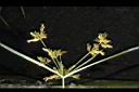 碎米莎草-果序06.JPG