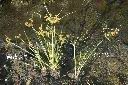碎米莎草03.JPG