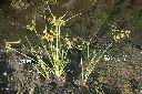 碎米莎草04.JPG
