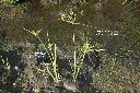 碎米莎草06.JPG