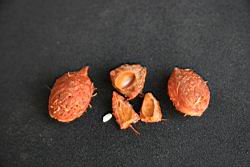 碧桃-果核06.jpg