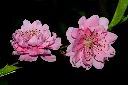 碧桃-花-粉紅23.JPG