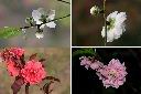 碧桃-花.jpg