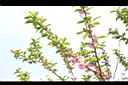 碧桃-花序16.JPG