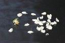 碧桃-花瓣02.jpg