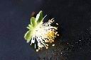 碧桃-花蕊00.jpg