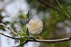碧桃-白花05.jpg