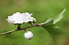 碧桃-白花06.jpg