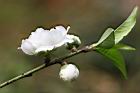 碧桃-白花07.jpg